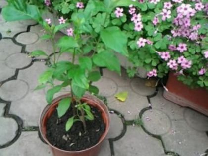 Fotografie0691 genţiană albastră - alte flori 1
