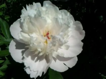 Fotografie0636 - alte flori 1