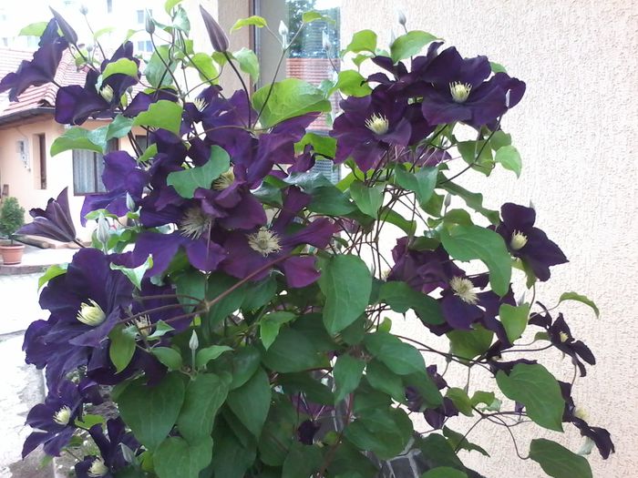 20140528_191949 - clematita 2014-2015-2016-2018-2019