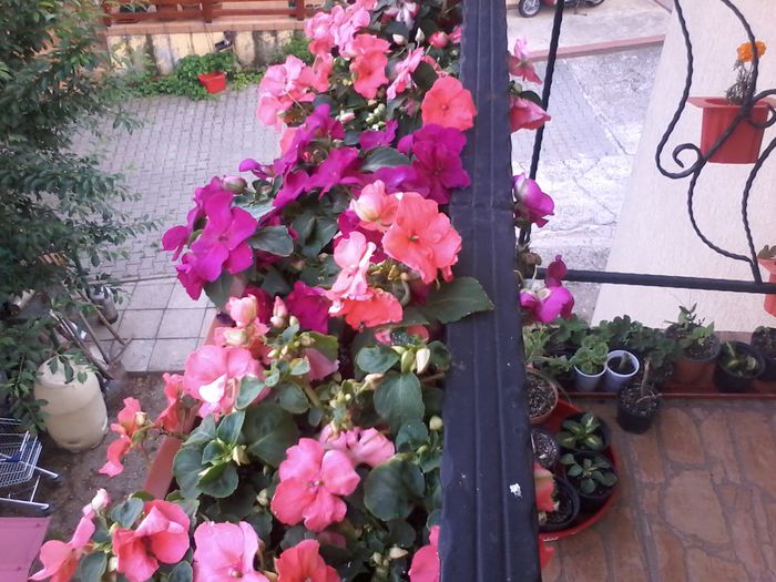 20140529_181340 - Impatiens 2014 - 2015