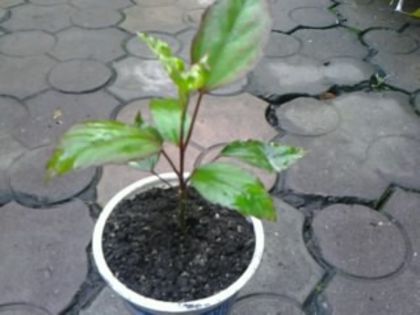 Fotografie0756 - Pepiniera mea