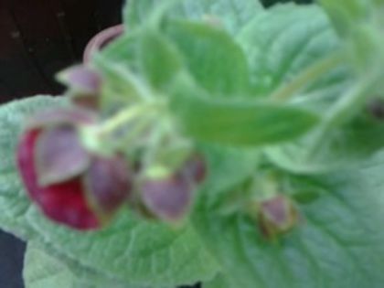 Fotografie0690 - Calceolaria