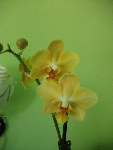 DSCF5915 - Orhidee