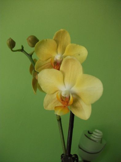 DSCF5916 - Orhidee