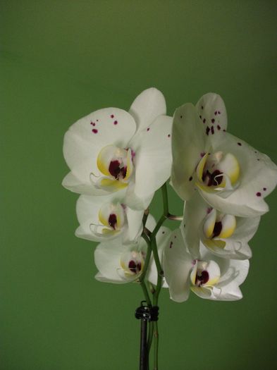 DSCF5921 - Orhidee