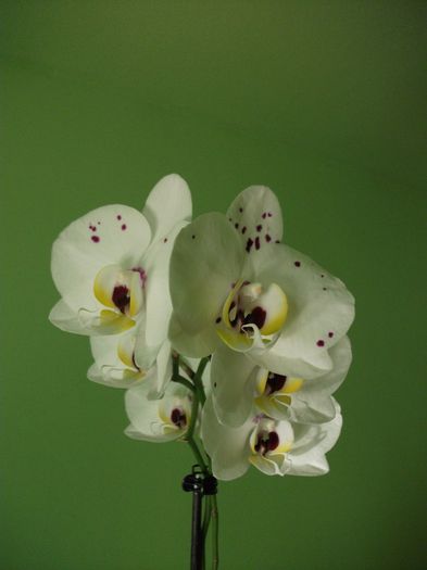 DSCF5922 - Orhidee