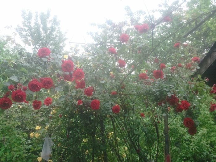 2014-05-25 17.11.49 - trandafiri