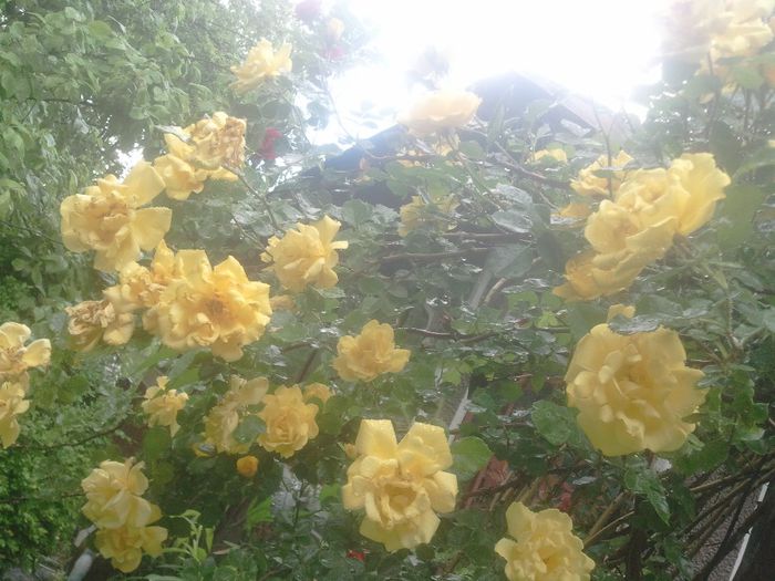 2014-05-25 17.12.28 - trandafiri