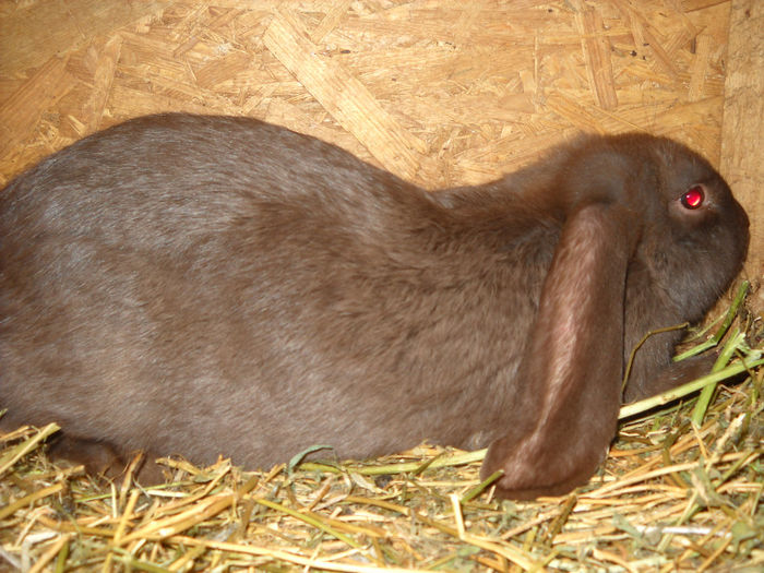 FEMELA-5 LUNI JUM.-VANDUT