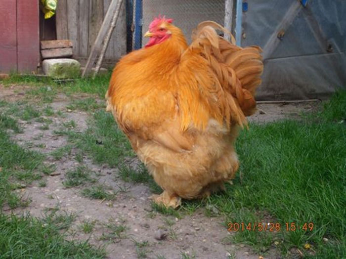 10397842_1484647188435748_3986087820533638595_n