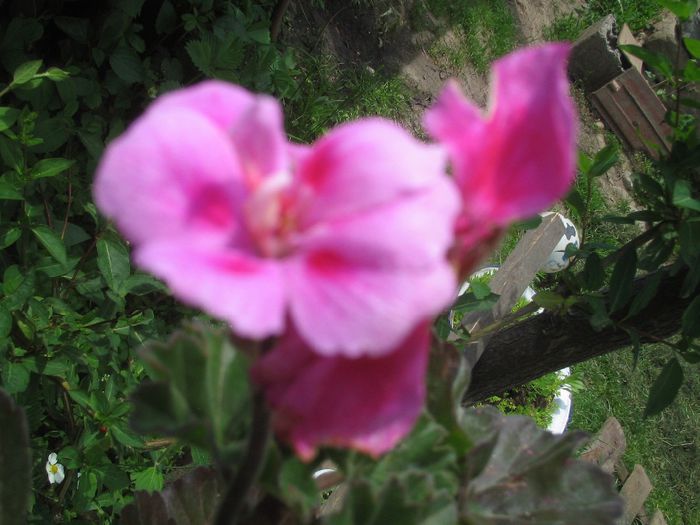 Picture 093 - Cateva din florile mele