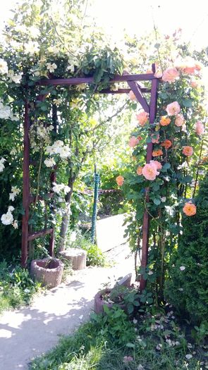 WP_20140526_013[1] - casa si curtea