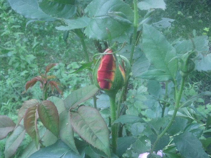 2014-05-28 13.46.47 - trandafiri