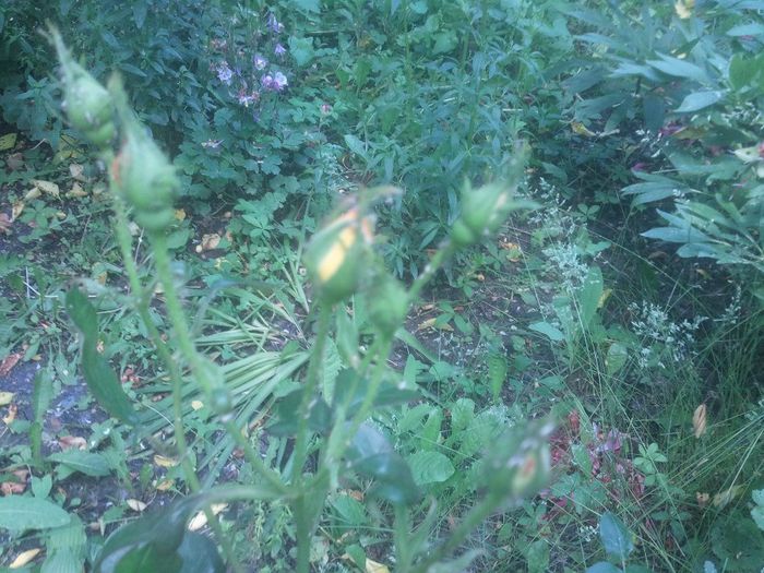 2014-05-28 13.49.18 - trandafiri