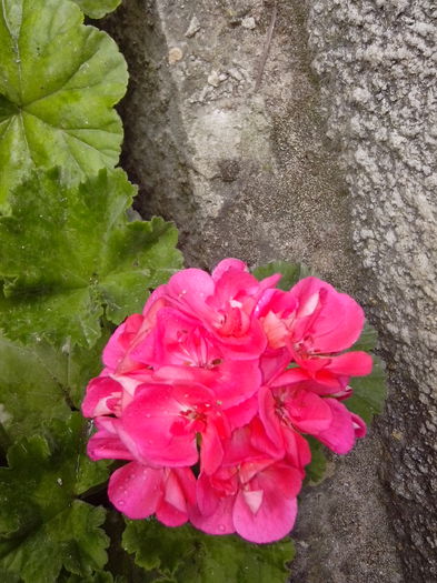 IMG_20140530_104330; Aceasta culoare o am si in albumul muscate 2011-2012
