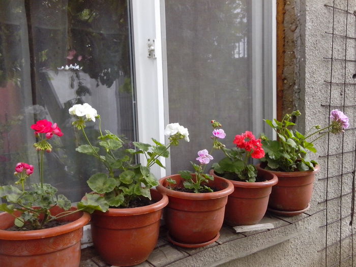 IMG_20140530_104320; Mai 2014
