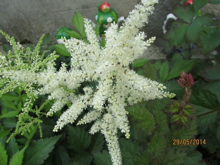 Astilbe