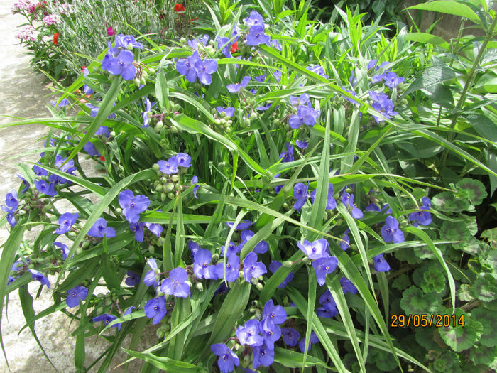 Tradescantia