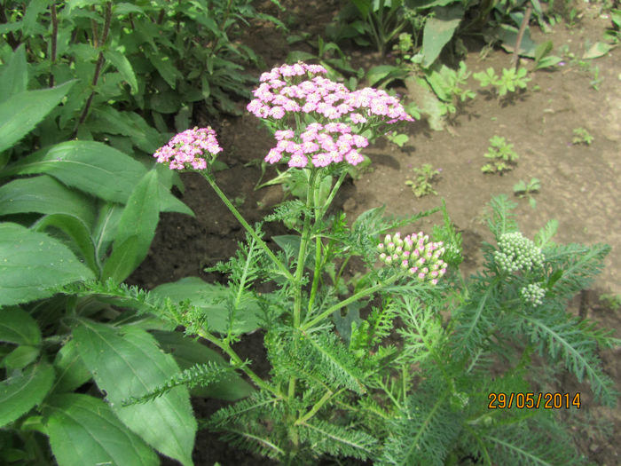 Achillea roz de la Gabiuta