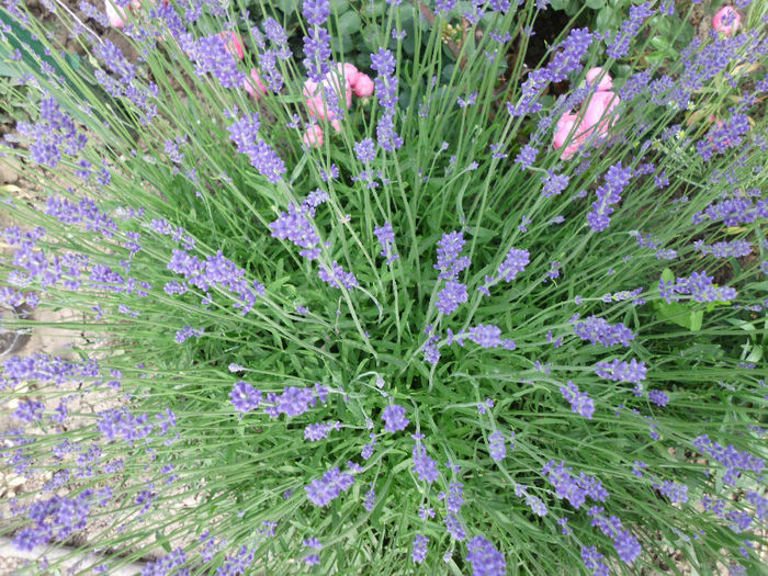 lavanda-companion pentru trandafiri