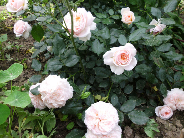 garden of rose