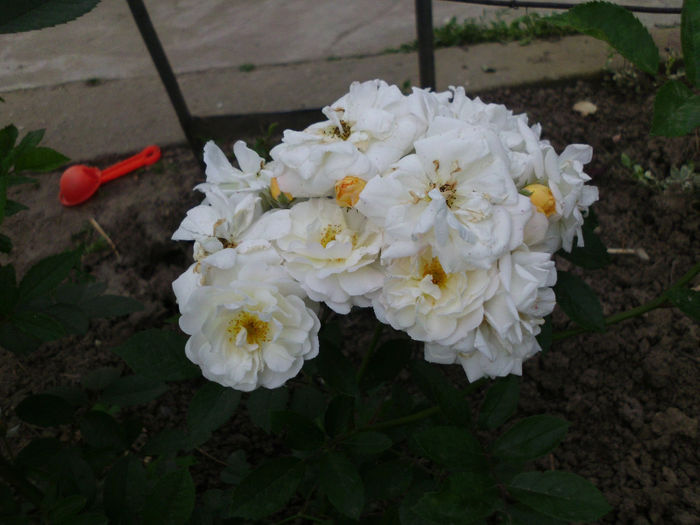 ghislaine de feligonde - Trandafiri si clematite 2014