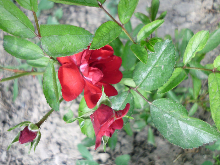 pompon de lion - Trandafiri si clematite 2014