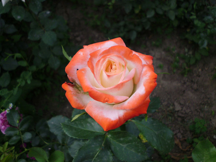 imperatrice farah - Trandafiri si clematite 2014