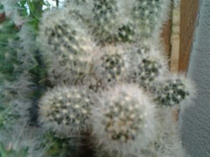 Fotografie0755 - Cactusi și suculente