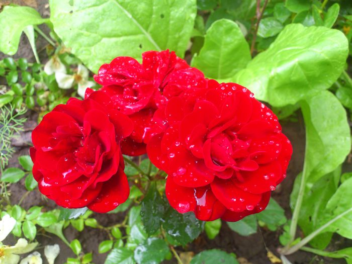 DSC_5928 - TRANDAFIRI 2014 II