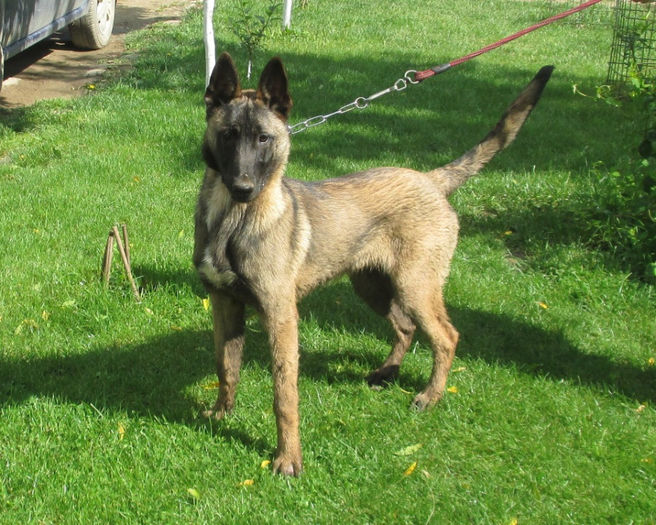 Thor - 6 luni