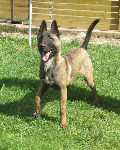 Thor - mascul - 6 luni