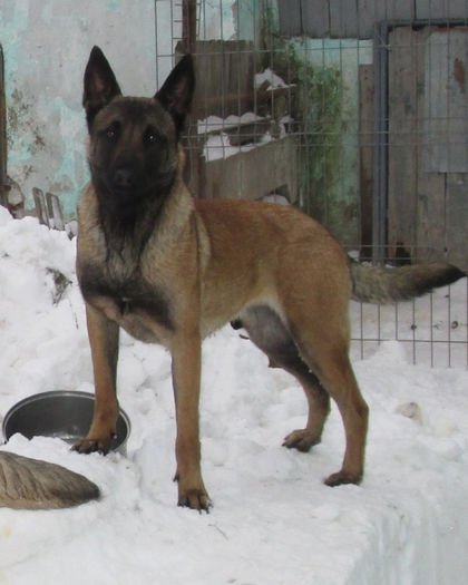 IMG_2834 - Ciobanesc Belgian Malinois