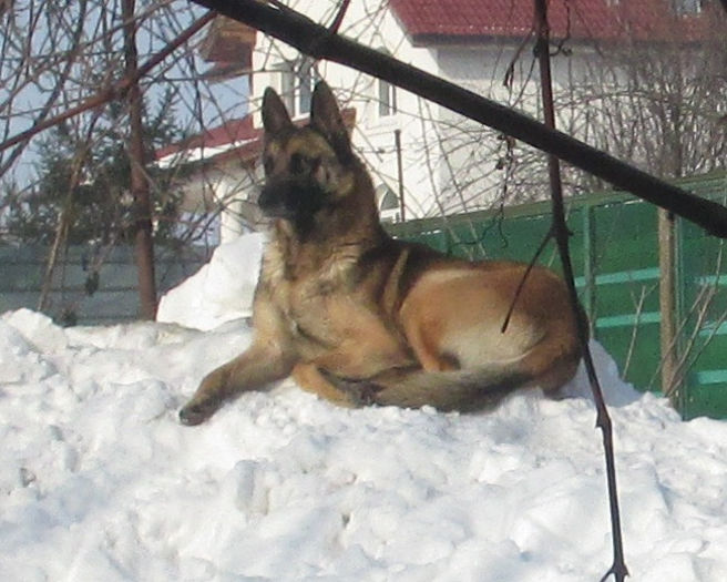 IMG_2859 - Ciobanesc Belgian Malinois