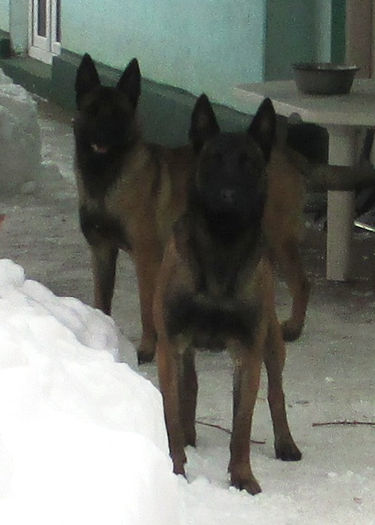IMG_2862 - Ciobanesc Belgian Malinois