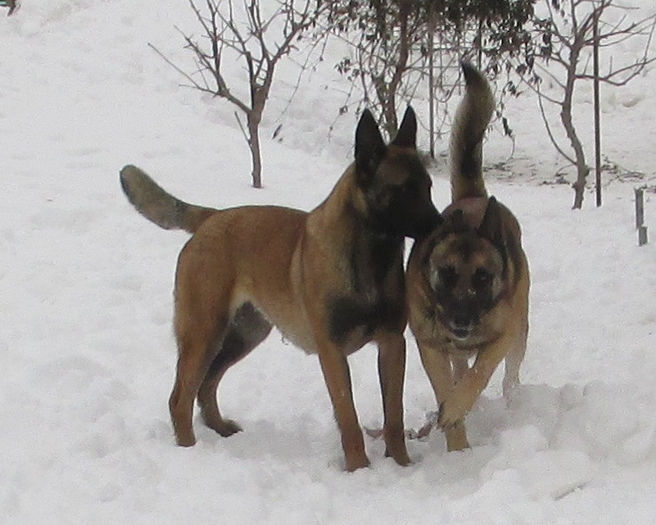 IMG_2875 - Ciobanesc Belgian Malinois