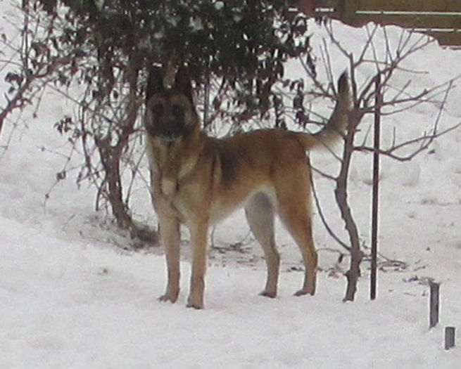 IMG_2880 - Ciobanesc Belgian Malinois