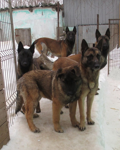 IMG_2907 - Ciobanesc Belgian Malinois