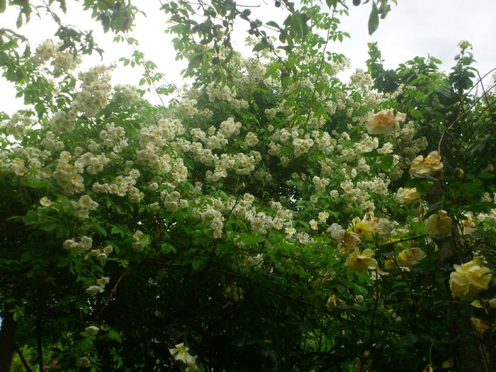 DSC_5916 - TRANDAFIRI 2014 II