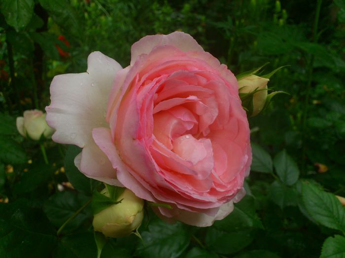 DSC_5915 - TRANDAFIRI 2014 II