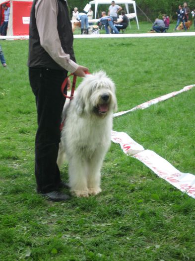 c.a.c. targoviste 2014 - Sena