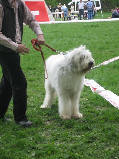 c.a.c. targoviste 2014 - Sena