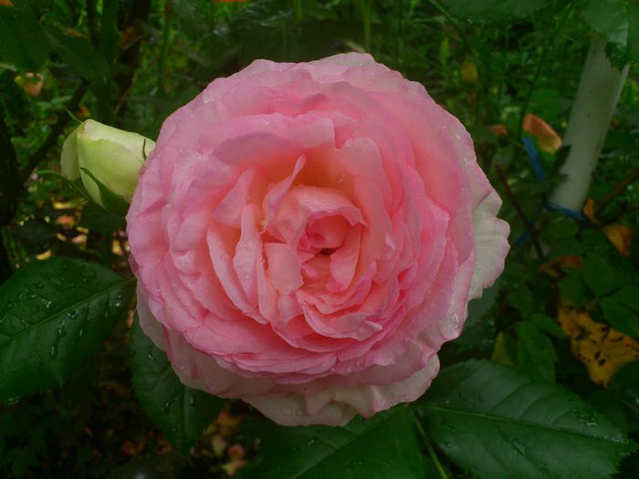 DSC_5914 - TRANDAFIRI 2014 II