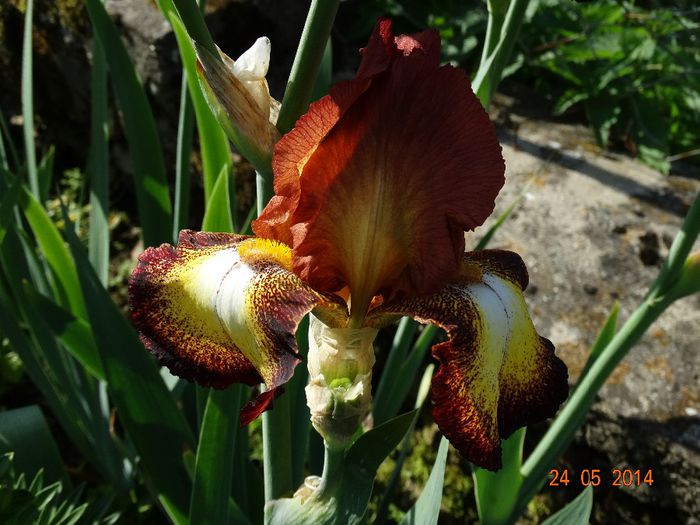DSC03690