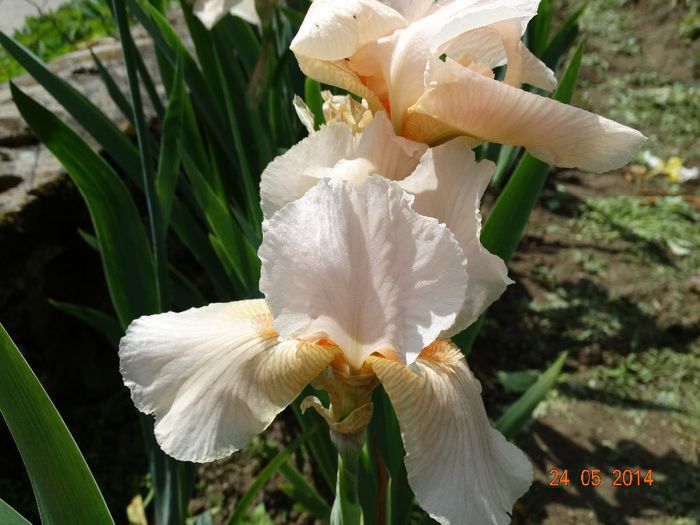 DSC03800