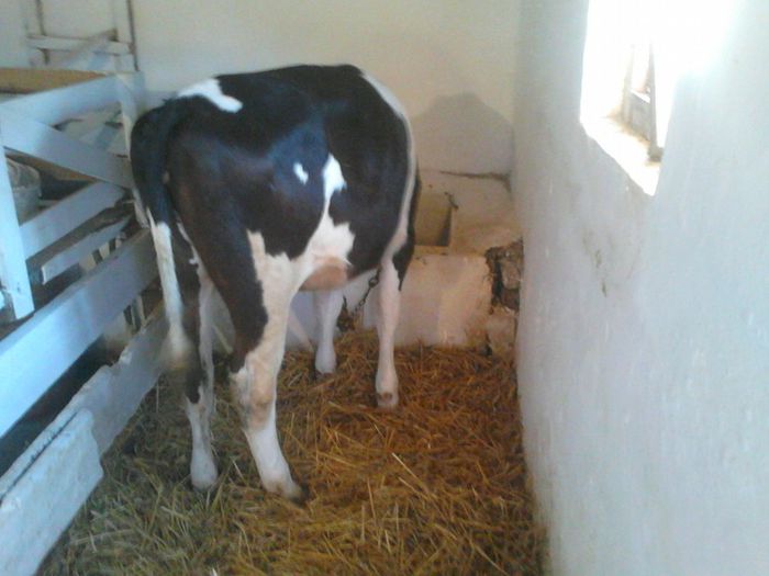 DSC_0089 - Juninca Holstein