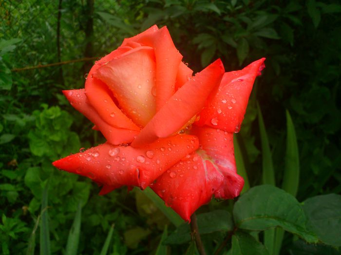 Folklore - TRANDAFIRI 2014 II