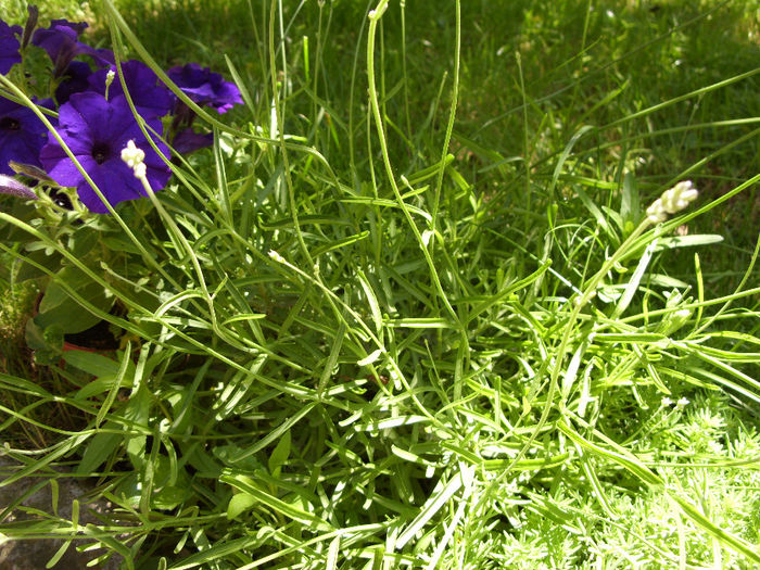lavanda inflorita