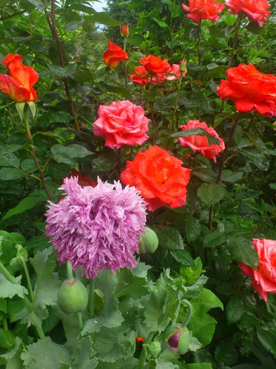 monica - TRANDAFIRI 2014 II