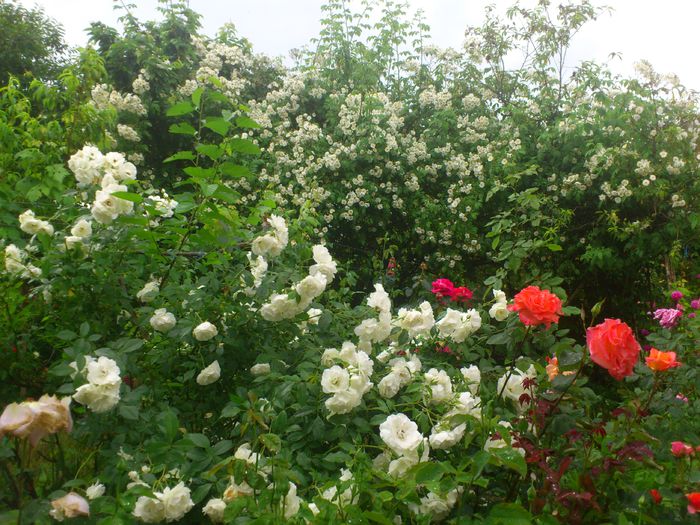 DSC_5908 - TRANDAFIRI 2014 II